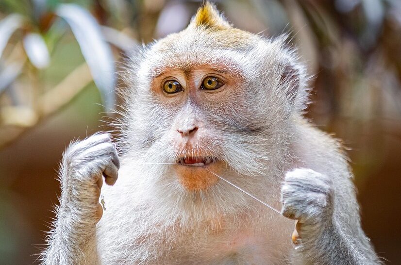 Regular dental flossing may lower risk of stroke from blood clots, irregular heartbeats